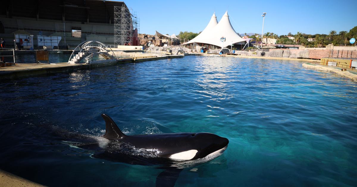 Marineland d’Antibes : le sanctuaire pour les orques remis en cause, incertitude pour les dauphins à Beauval