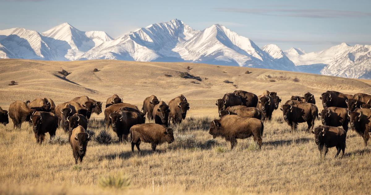 Montana : de Yellowstone à Big Sky, immersion hivernale au cœur de l’Ouest américain