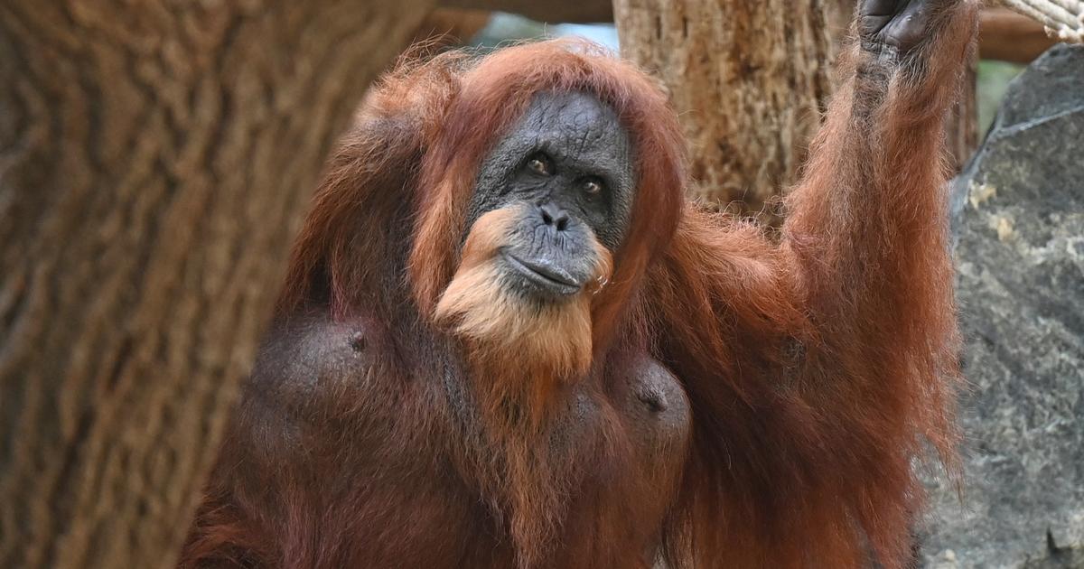 Pour favoriser les programmes de conservation, faut-il euthanasier les animaux vieillissants dans les zoos ?