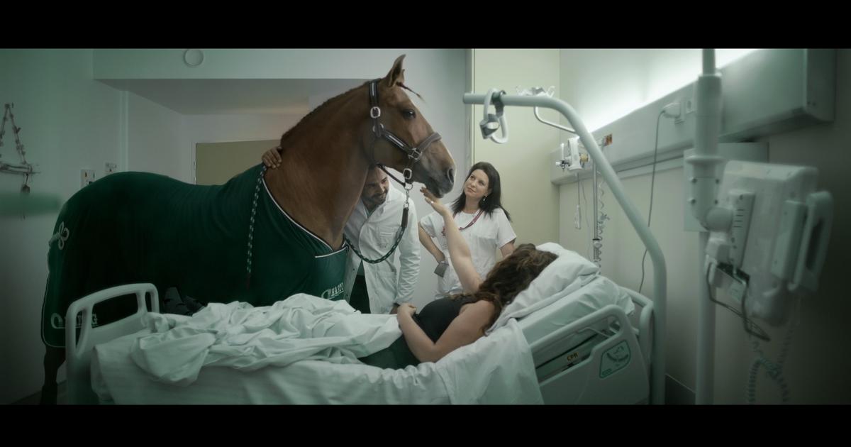 Peyo, le cheval qui murmure à l’oreille des malades en soins palliatifs