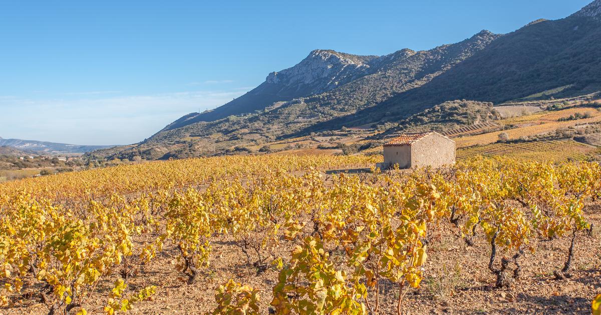 Ils ont ébloui nos dégustateurs : les 30 vins iconiques du Roussillon, l’une des régions les plus sous-cotées de France