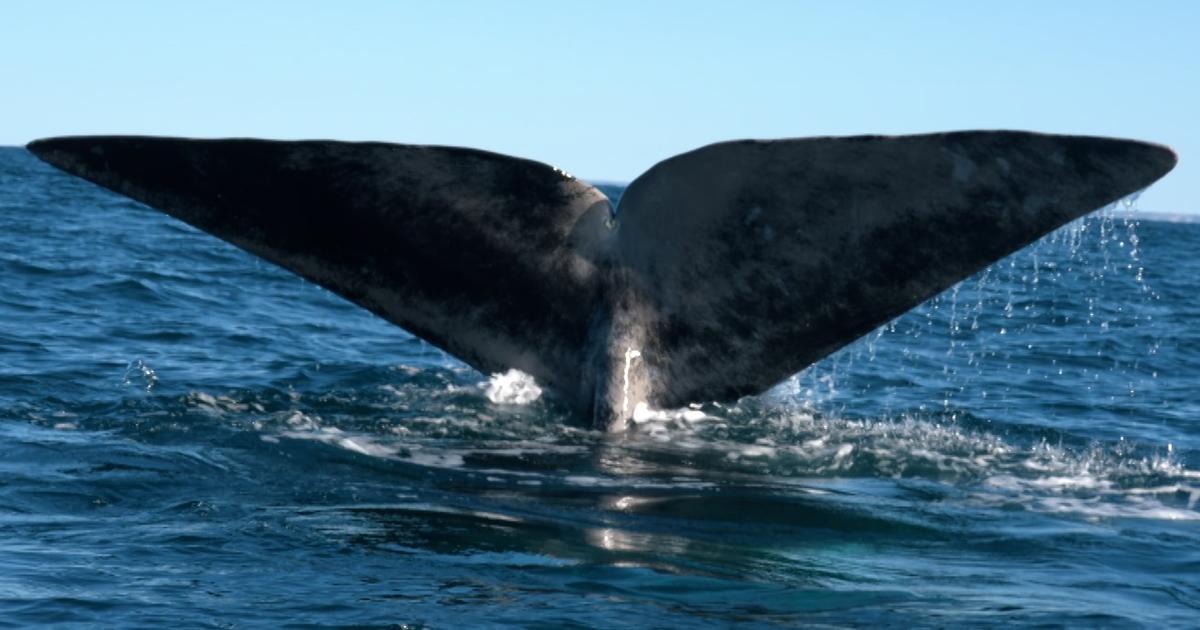En Patagonie, belles baleines et vieilles ficelles sur France 5