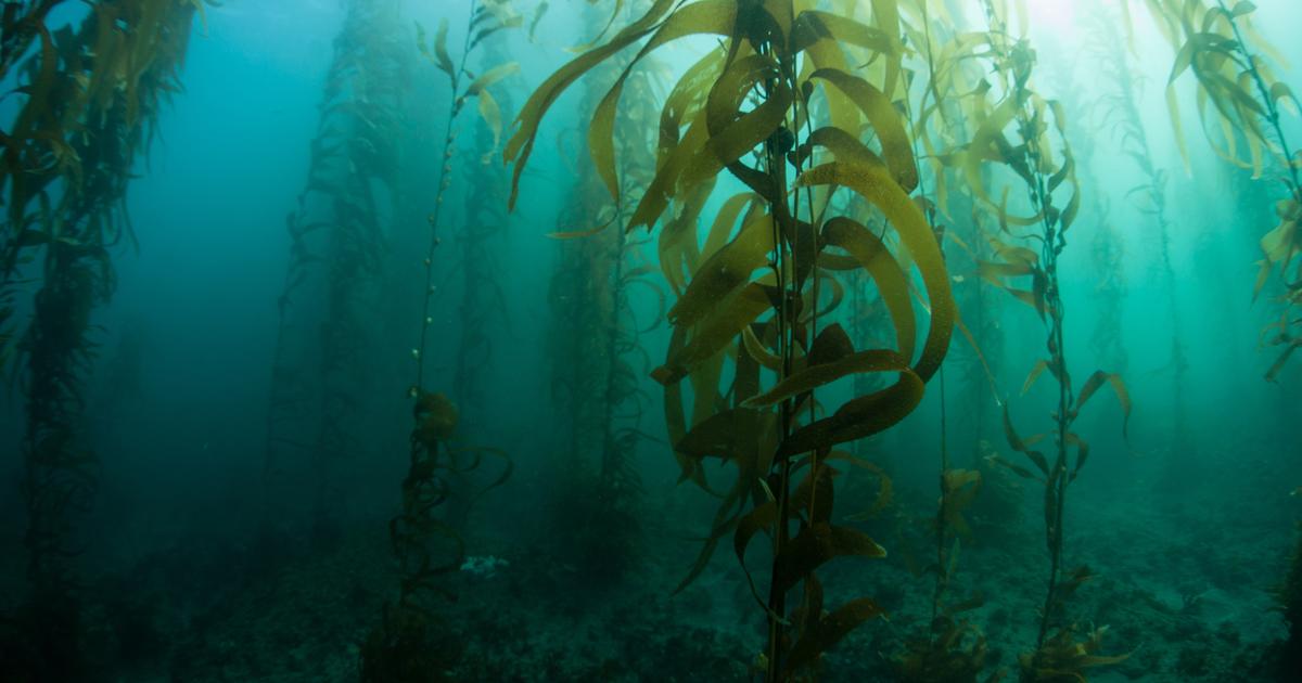 Algues, vers marins, cabillaud : ces soins issus de la mer au secours des grands brûlés
