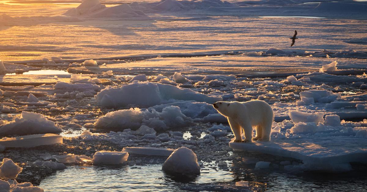 Au Svalbard, les ours polaires se portent bien, mais pour combien de temps ?
