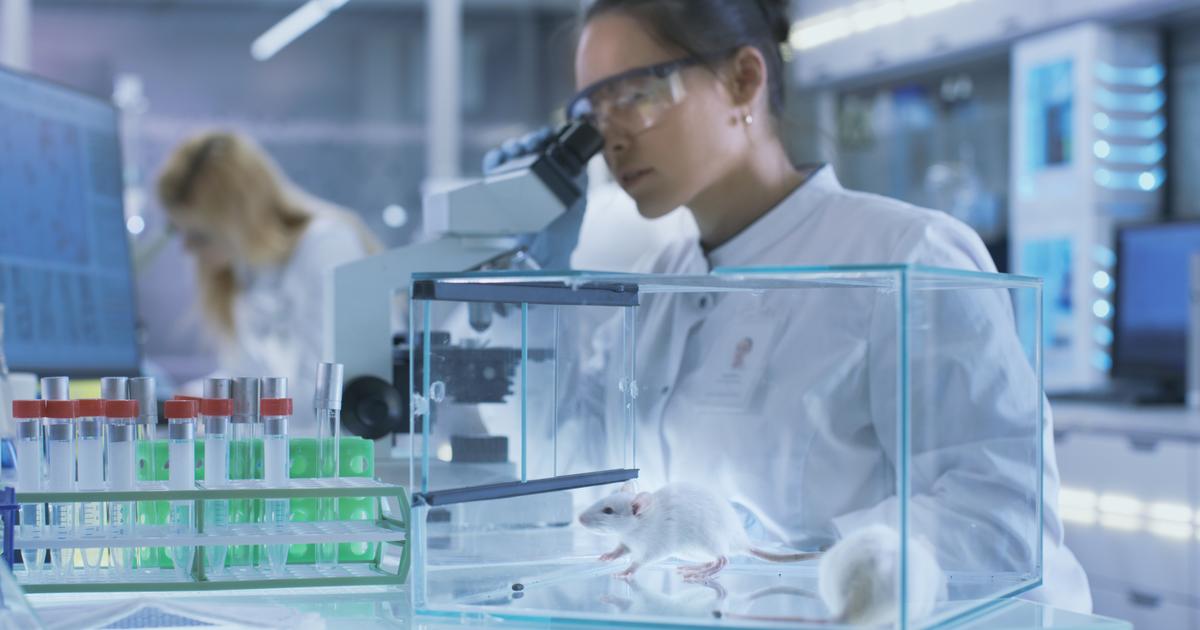 «Une piste très encourageante » : un traitement contre le cancer du pancréas fait ses preuves chez la souris