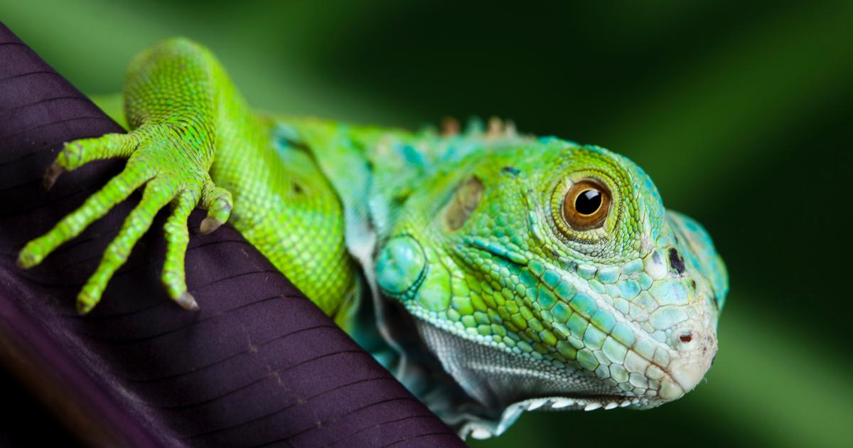Tempête hivernale : Pourquoi des iguanes tombent des arbres en Floride
