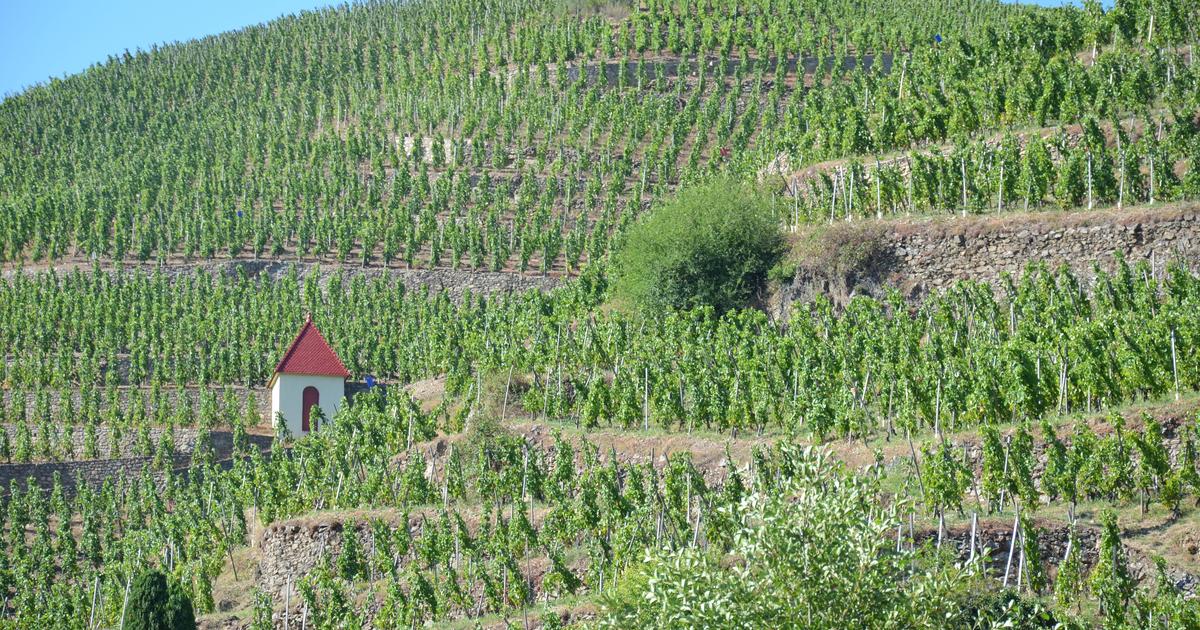 Dans l’ombre de Côte-Rôtie, de Saint-Émilion ou de Chablis... Ces appellations seulement connues des vrais amateurs, encore étonnamment abordables
