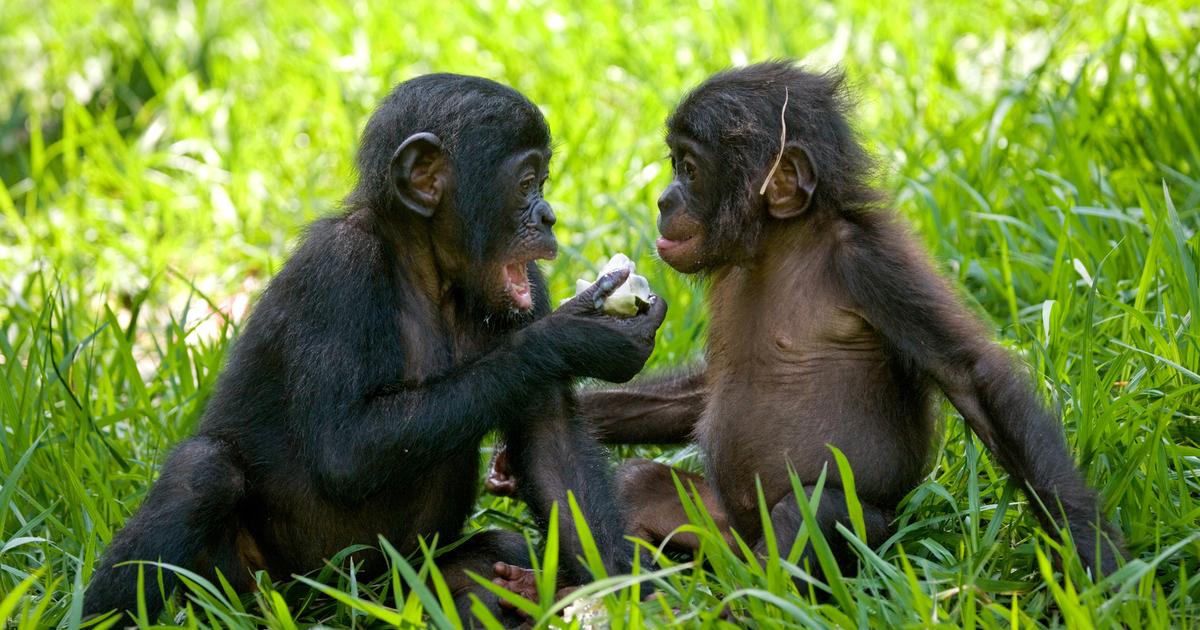 Comme les humains, les bonobos aussi auraient de l’imagination