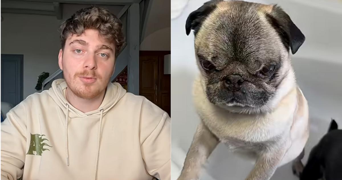 «Rendez-nous Albert !» : l’étrange histoire du Tiktokeur Cyril Schreiner qui perd son chien puis le retrouve miraculeusement
