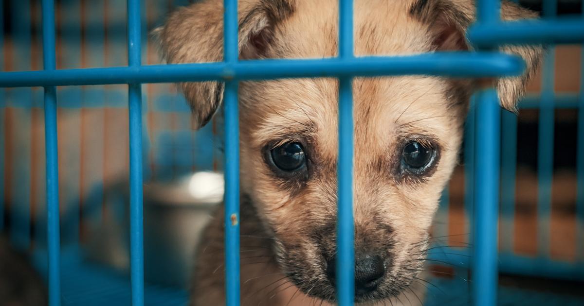 パラグアイと同様に、フランスも動物虐待犯罪者の登録簿を作成できるのでしょうか?
