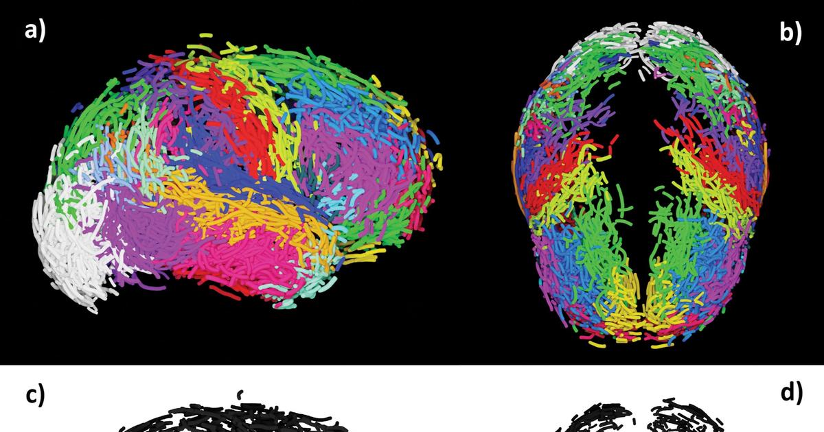 Des scientifiques du Muséum national d’histoire naturelle constituent une « pierre de Rosette » de l’évolution du cerveau