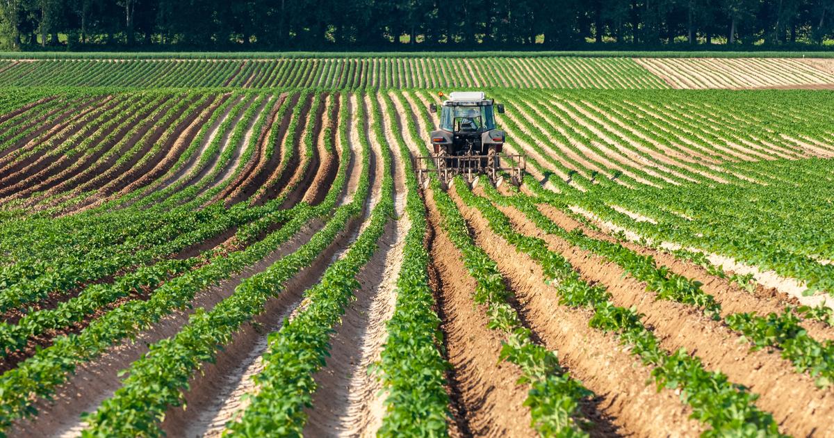 Un «déséquilibre entre l’offre et la demande» : la pomme de terre en crise en Europe