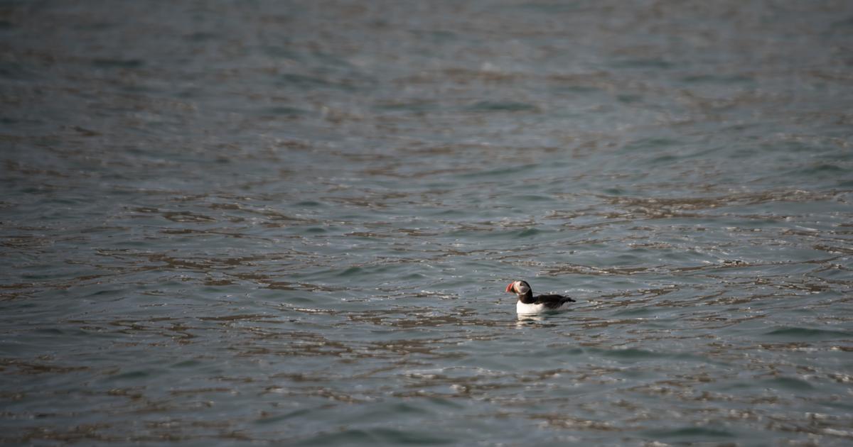 Des centaines d’oiseaux marins s’échouent sur la côte atlantique : le cri d’alarme de la LPO