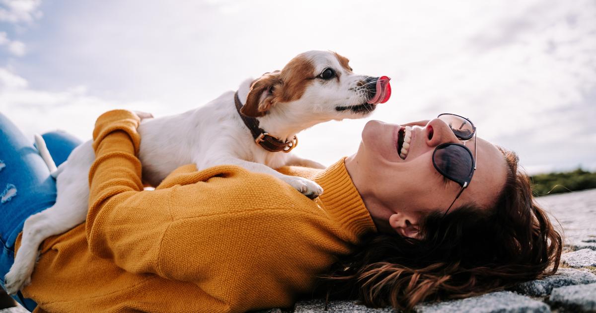 Divorce ou rupture, quel sort pour les animaux de compagnie quand les couples se déchirent ?