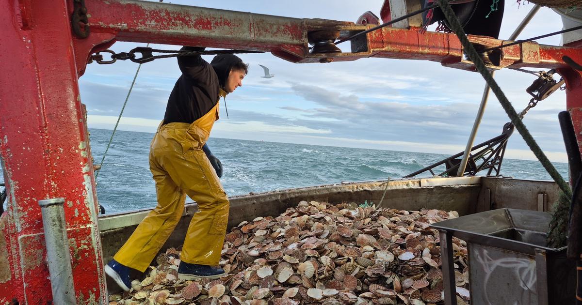 «Si on prenait tout, il ne resterait rien»: avec les pêcheurs de coquilles saint-Jacques labellisées pêche durable