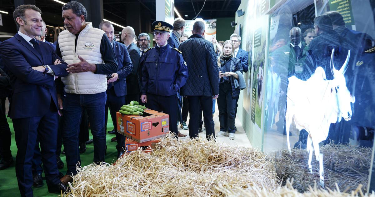 Privé de bovins, le Salon de l’agriculture ouvre sa 62e édition dans une ambiance «calme» et «aseptisée»