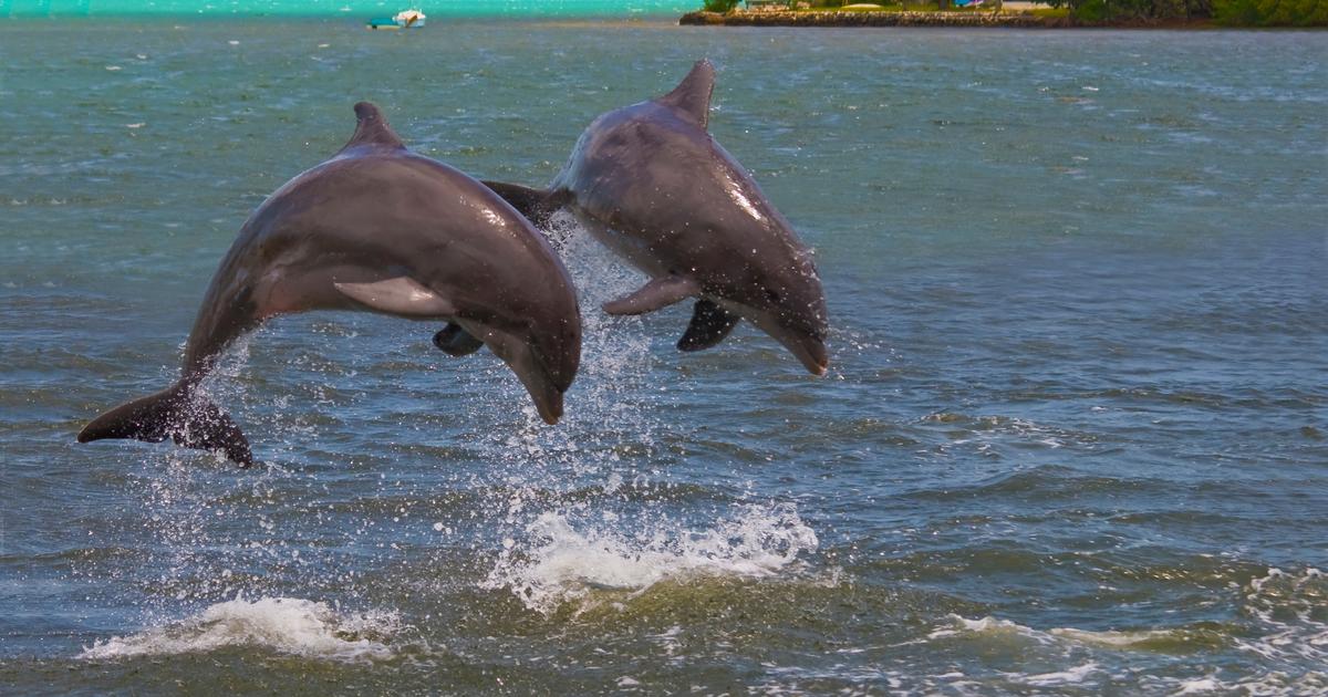 En moins de 20 ans, la longévité des dauphins a diminué de sept ans dans le golfe de Gascogne