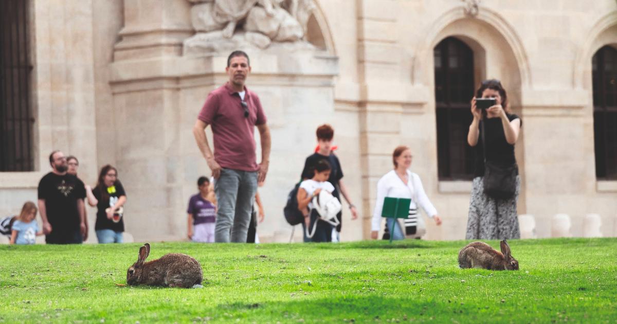 Rats, frelons, moustiques, punaises de lit… Par idéologie ou par négligence, une prolifération hors de contrôle