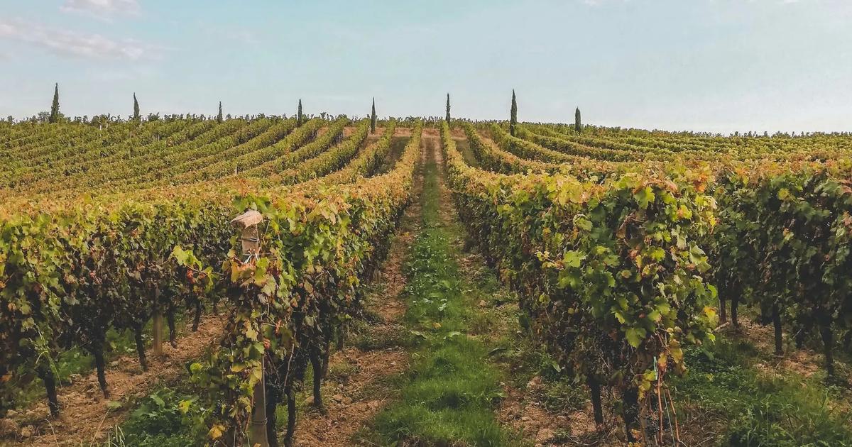 «Elogium for Castillon» : le livre qui donne envie de sintéresser à Castillon, lappellation de vin en vogue à Bordeaux