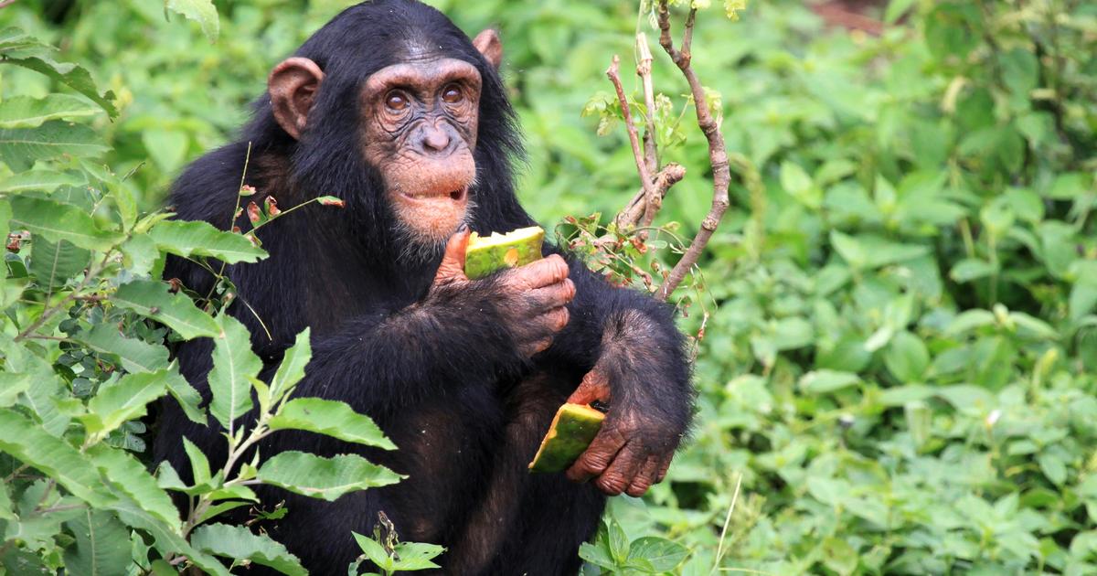 Les chimpanzés sauvages se soûlent de fruits fermentés, et les mâles plus que les femelles