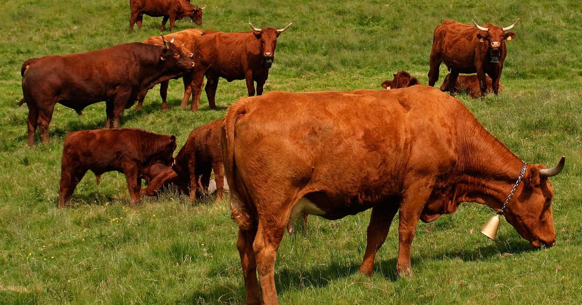 « Une richesse formidable de notre territoire »: au Salon de l’agriculture, élus et éleveurs unis pour sauver le pastoralisme et la transhumance