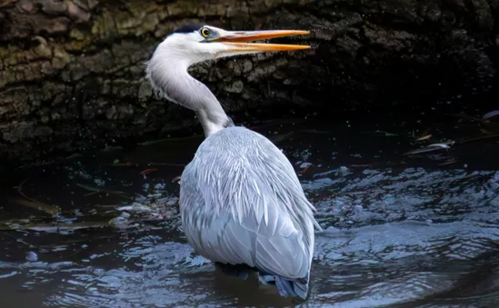 Près de Nantes, quelque 600 hectares de marais bientôt transformés en sanctuaire de biodiversité