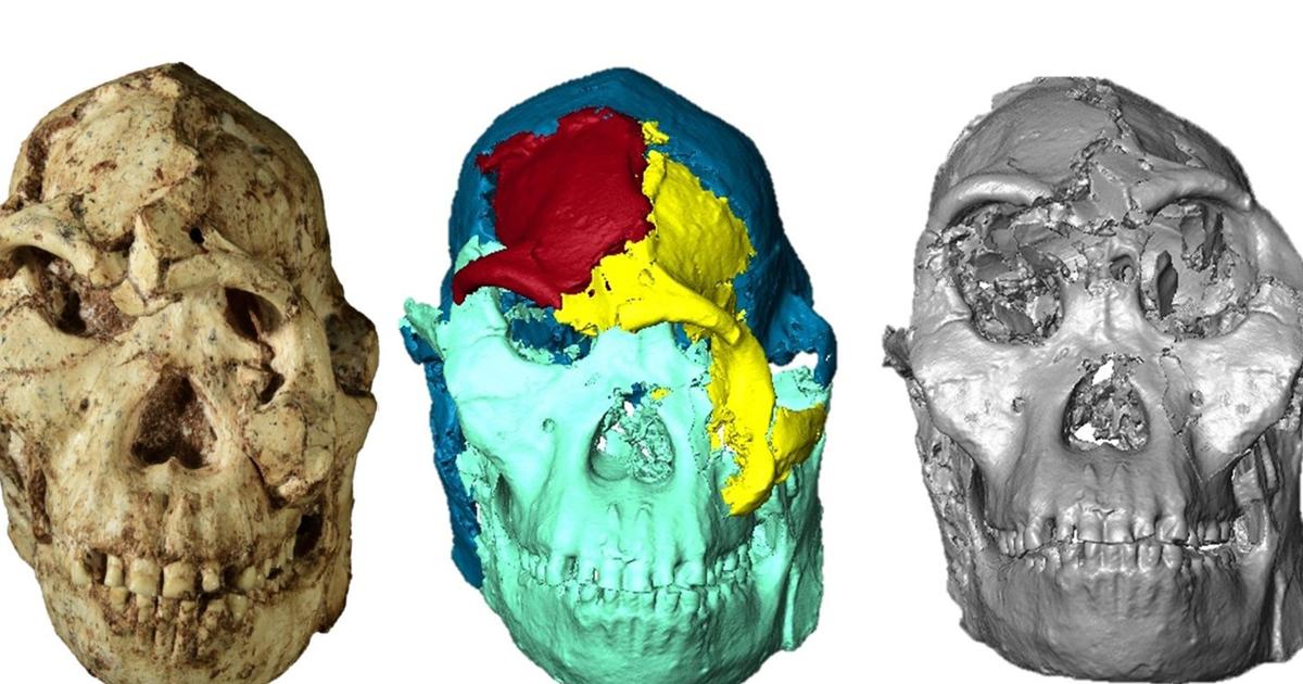 3,7 millions d’années plus tard, l’australopithèque Little Foot retrouve enfin un visage