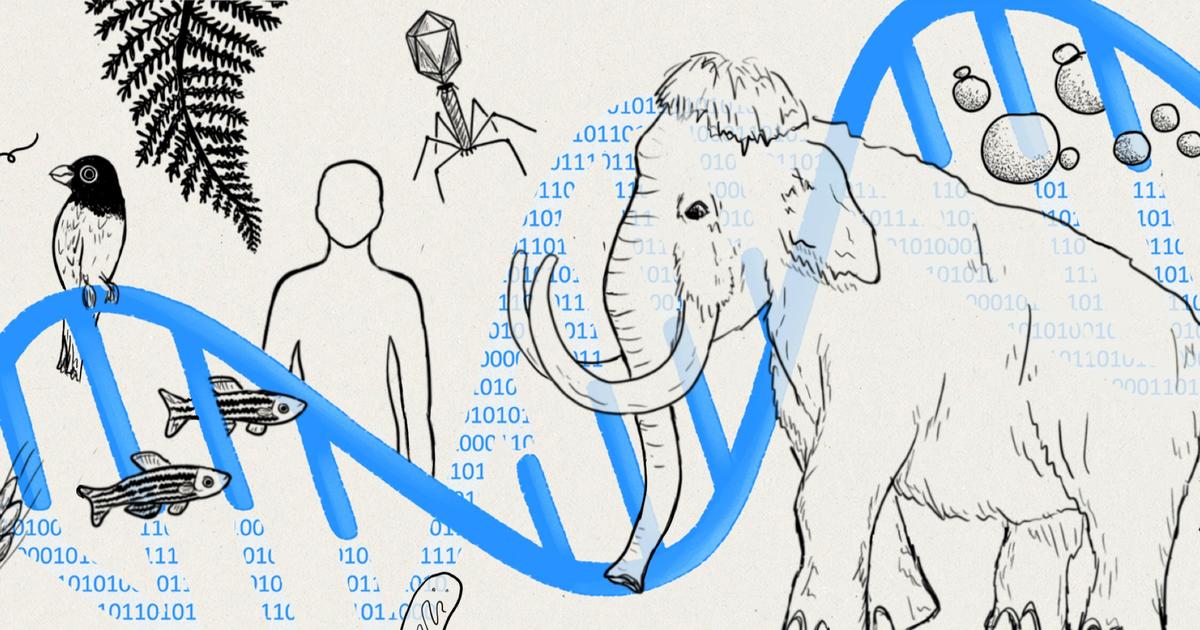 Evo 2, un «ChatGPT de l’ADN» qui peut lire l’ensemble du vivant
