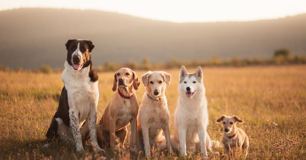 quiz-combien-de-races-de-chiens-saurez-vous-reconna-tre