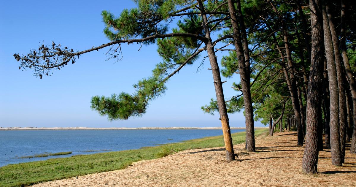 « C’est un crève-cœur mais nous n’avons pas le choix » : une centaine de pins maritimes abattus à cause de l’érosion