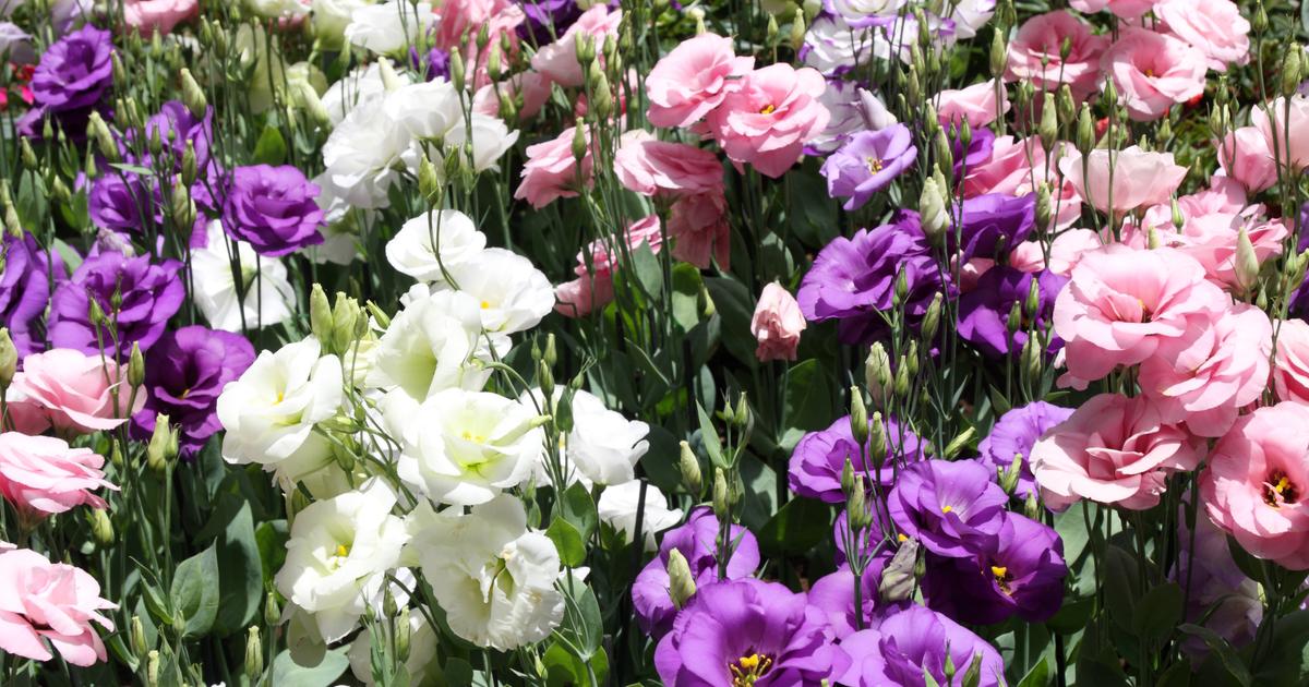When Flowers Fail to Keep a Secret: The Florajet Data Breach