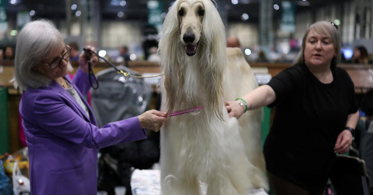 «Il y a quelque chose de magique» : au cœur du «Crufts», le plus grand salon du monde dédié aux chiens