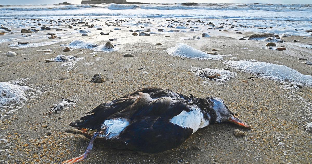 L’hécatombe d’oiseaux marins sur les plages de l’Atlantique semble liée aux fortes tempêtes