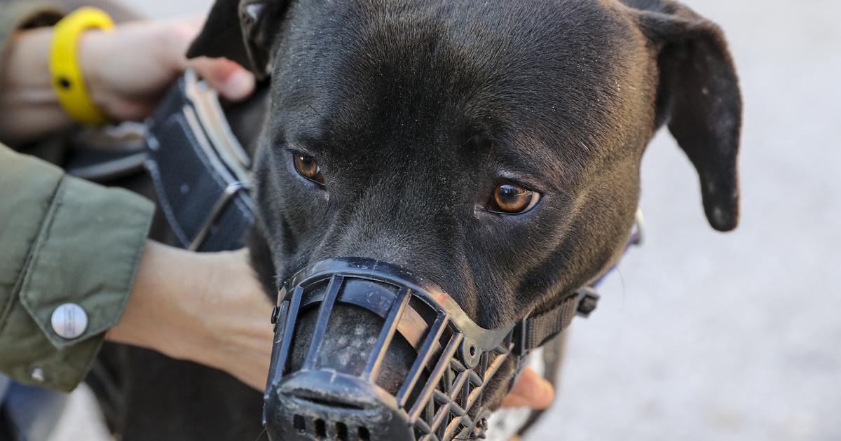 Affaire Elisa Pilarski : une pétition lancée pour sauver le pitbull Curtis, qui risque l’euthanasie