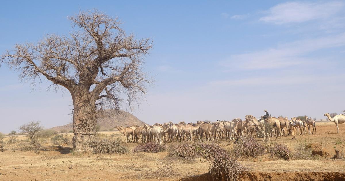 Soudan : des frappes de drones sur des marchés du Kordofan font 33 morts