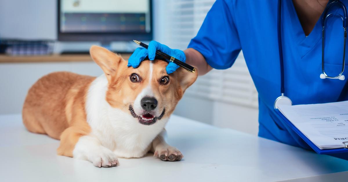 Chiens, chats : le guide inédit des prix dans les cliniques vétérinaires parisiennes