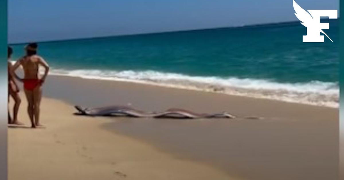 Deux mystérieux «poissons de l’apocalypse» découverts sur une plage au Mexique par des touristes