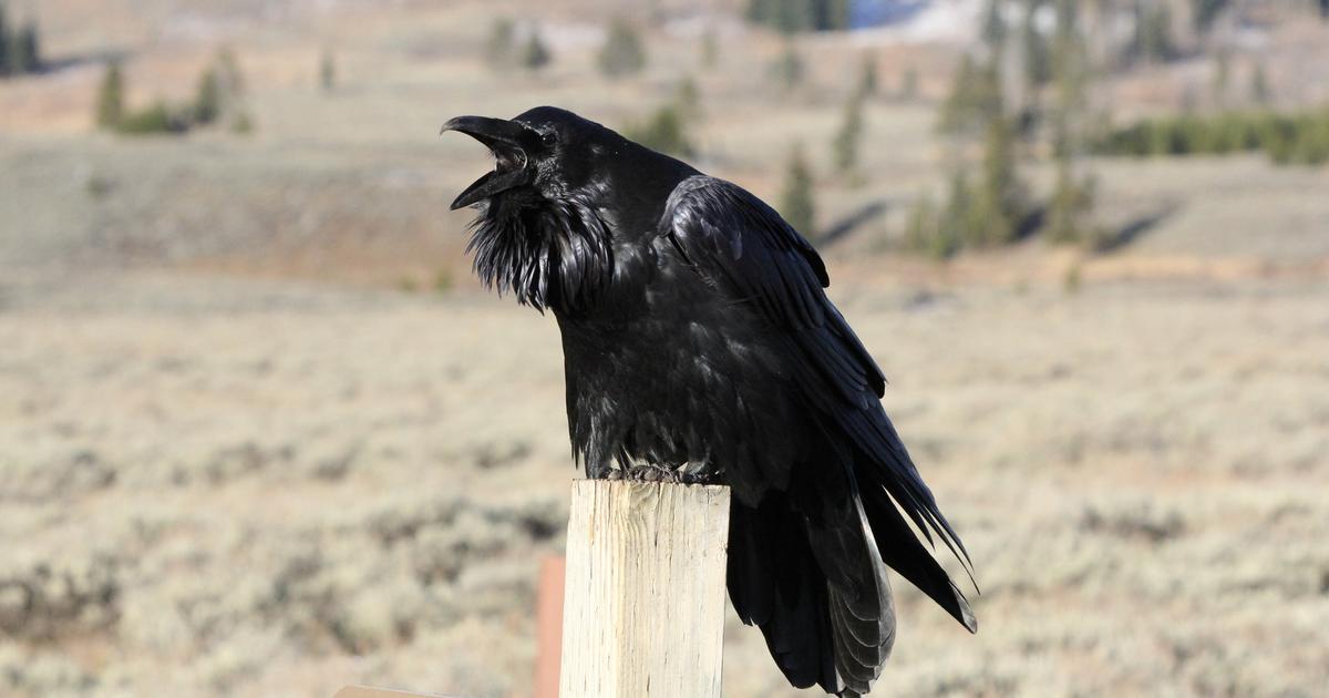 L’impressionnante mémoire des grands corbeaux de Yellowstone