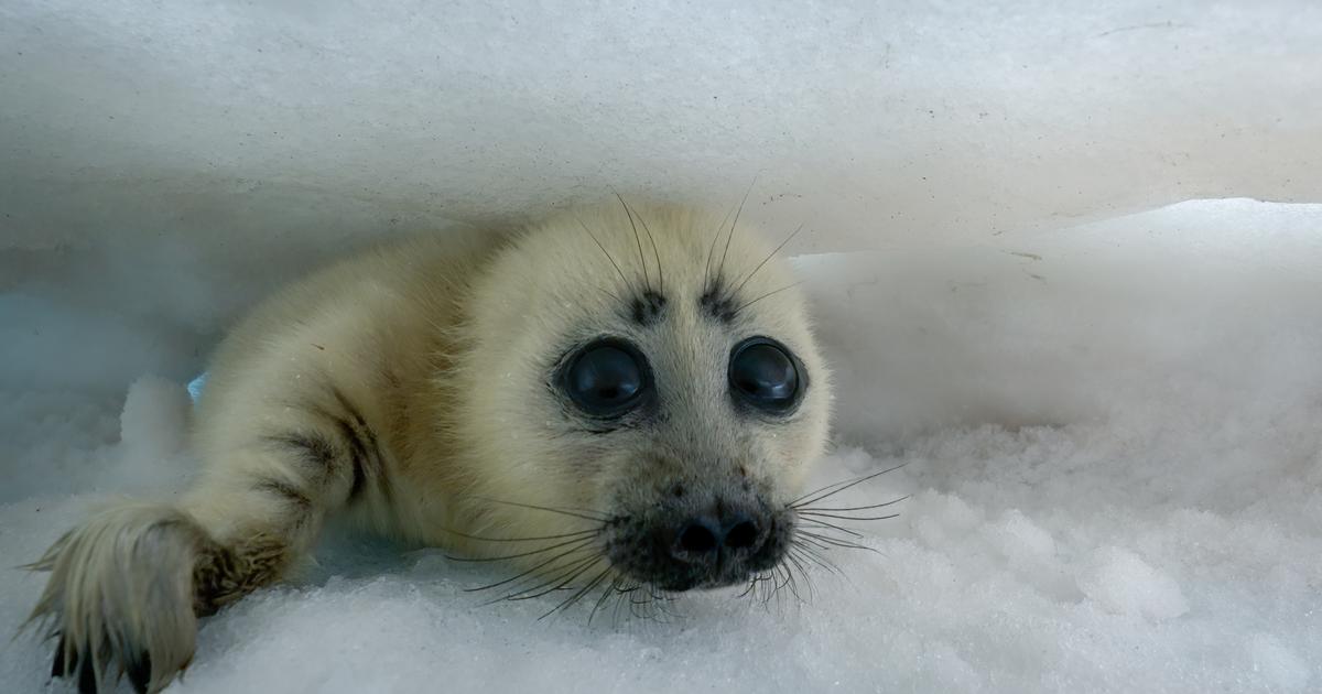 Les écrans sous le charme du magnétisme animal