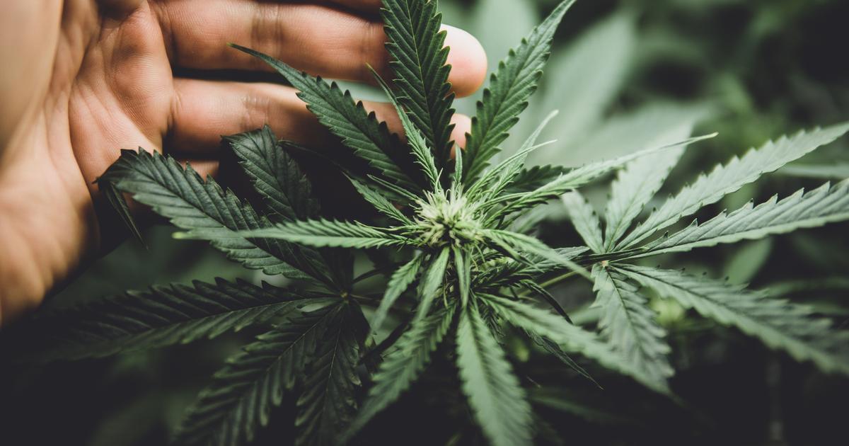 AVC : les drogues récréatives sont bien plus dangereuses qu’on ne le croit