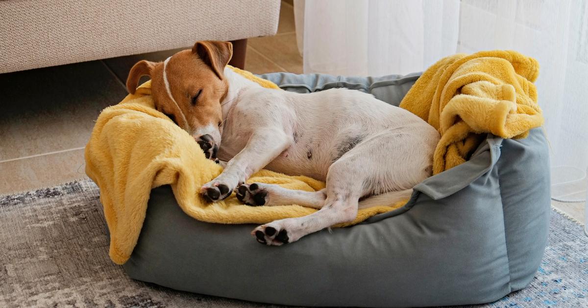 Du CO2, de l’ammoniac et des champignons... Comment votre chien modifie l’air intérieur de votre maison