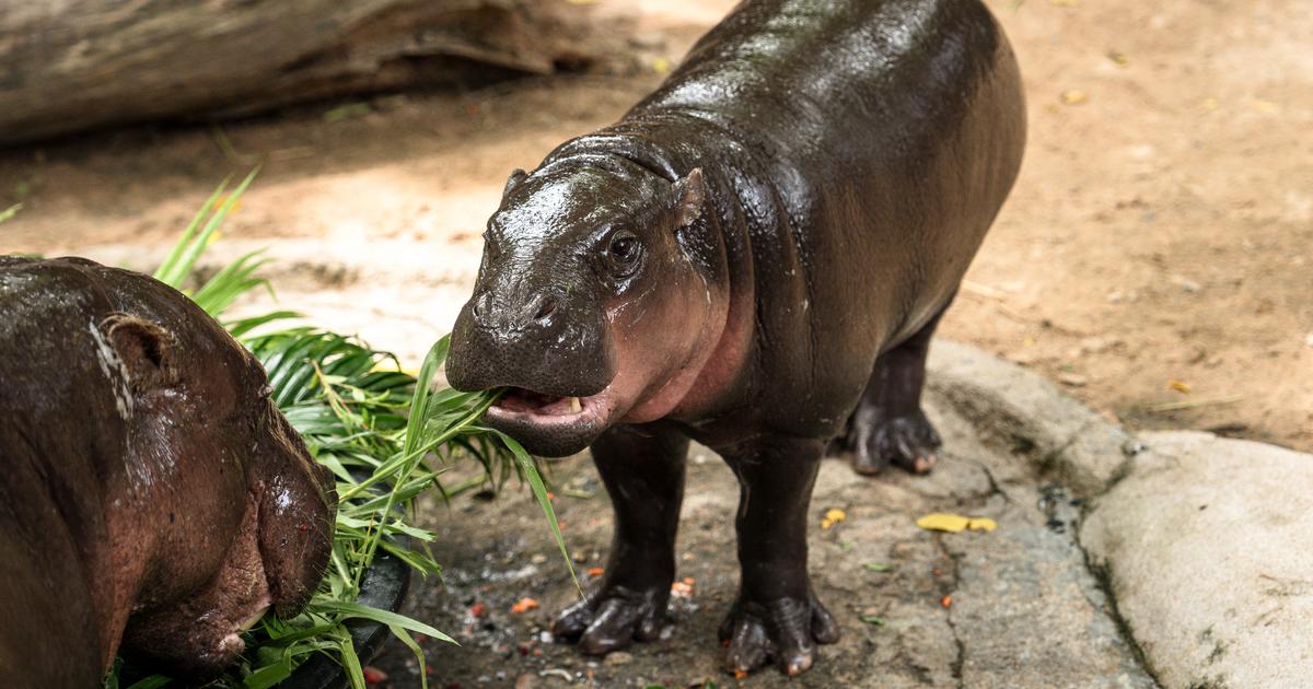 Un homme s'est introduit dans l'enclos de Moo Deng, l’hippopotame pygmée star d'internet