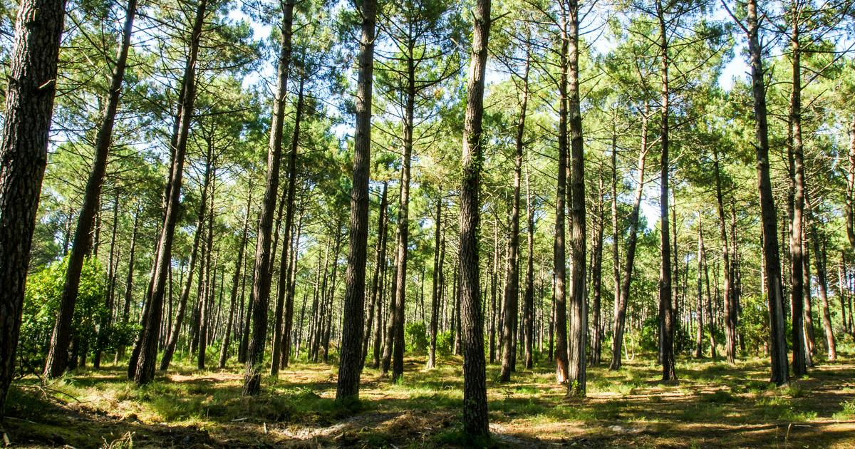 La course contre la montre s’intensifie dans les Landes : un autre pin infecté par le nématode