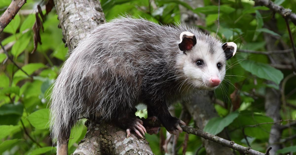 En Australie, un opossum s’est glissé parmi des peluches d’une boutique de souvenirs d’un aéroport