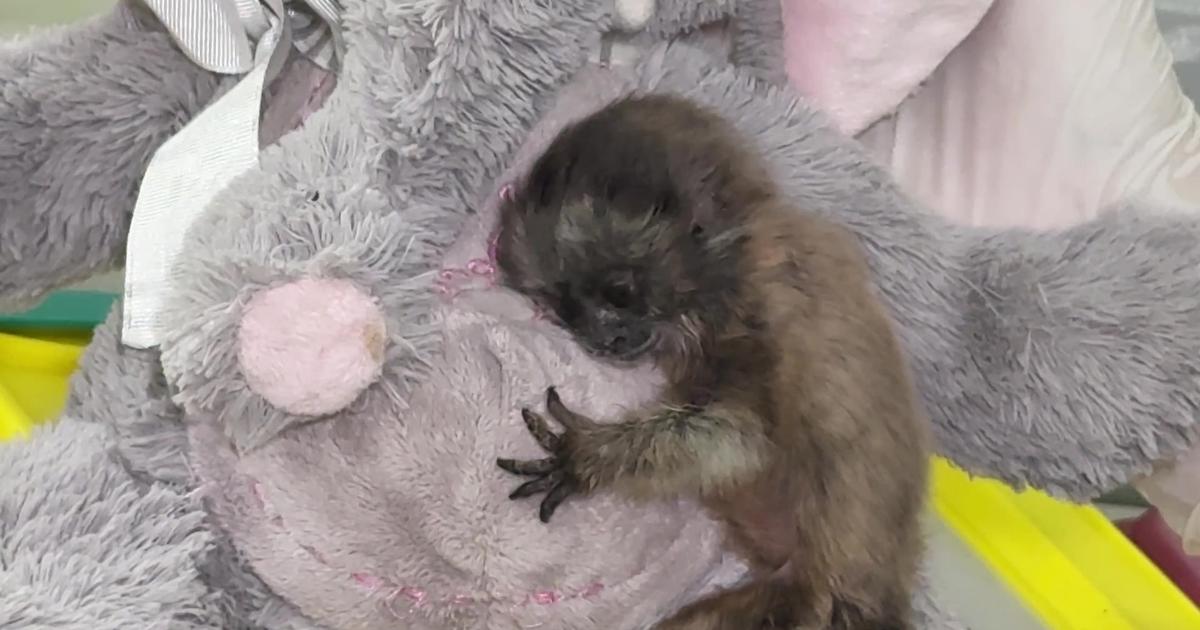 Cramponné à une peluche qui fait deux fois sa taille, ce bébé ouistiti abandonné est-il le nouveau Punch ?