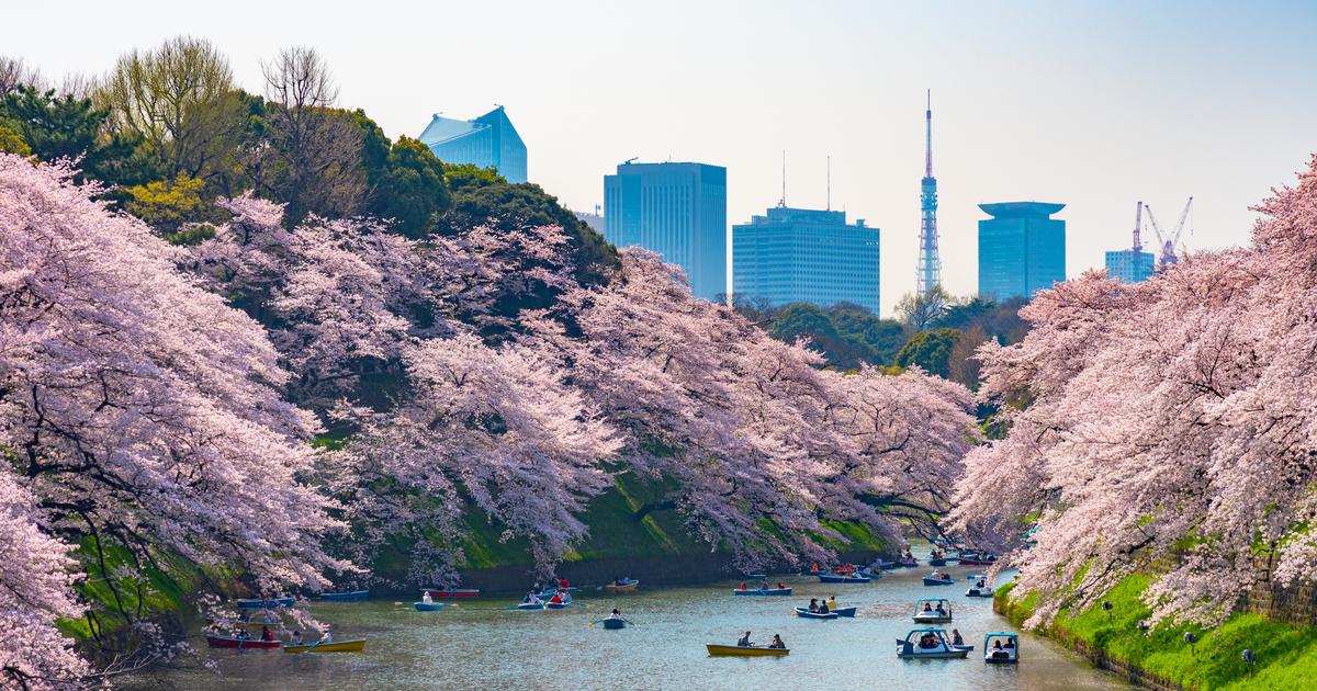 Tokyo annonce le lancement officiel de la saison des cerisiers en fleurs
