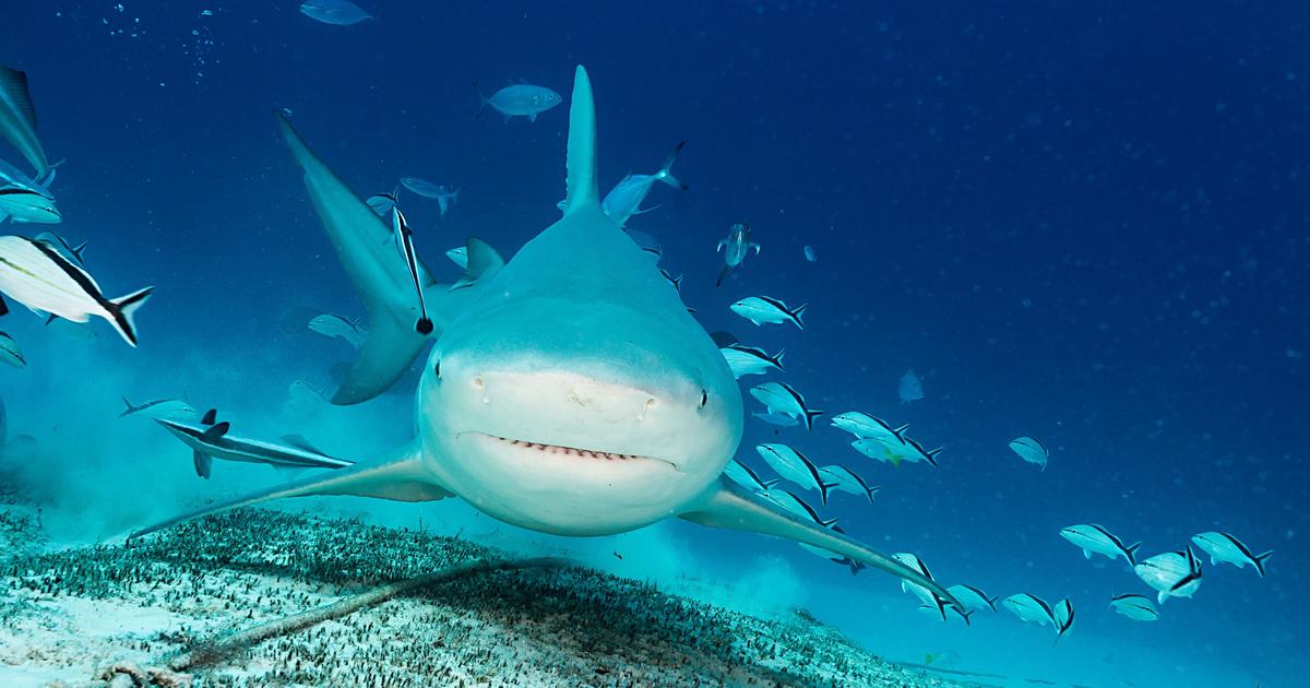 Les requins aussi peuvent se faire des amis