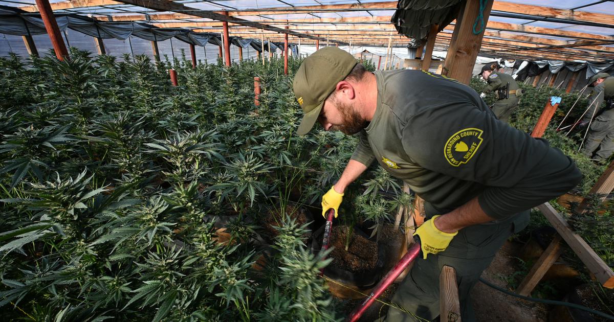 Du «cannabis gourmet» qui fait tourner les têtes : quand l’herbe nord-américaine déferle sur l'Hexagone