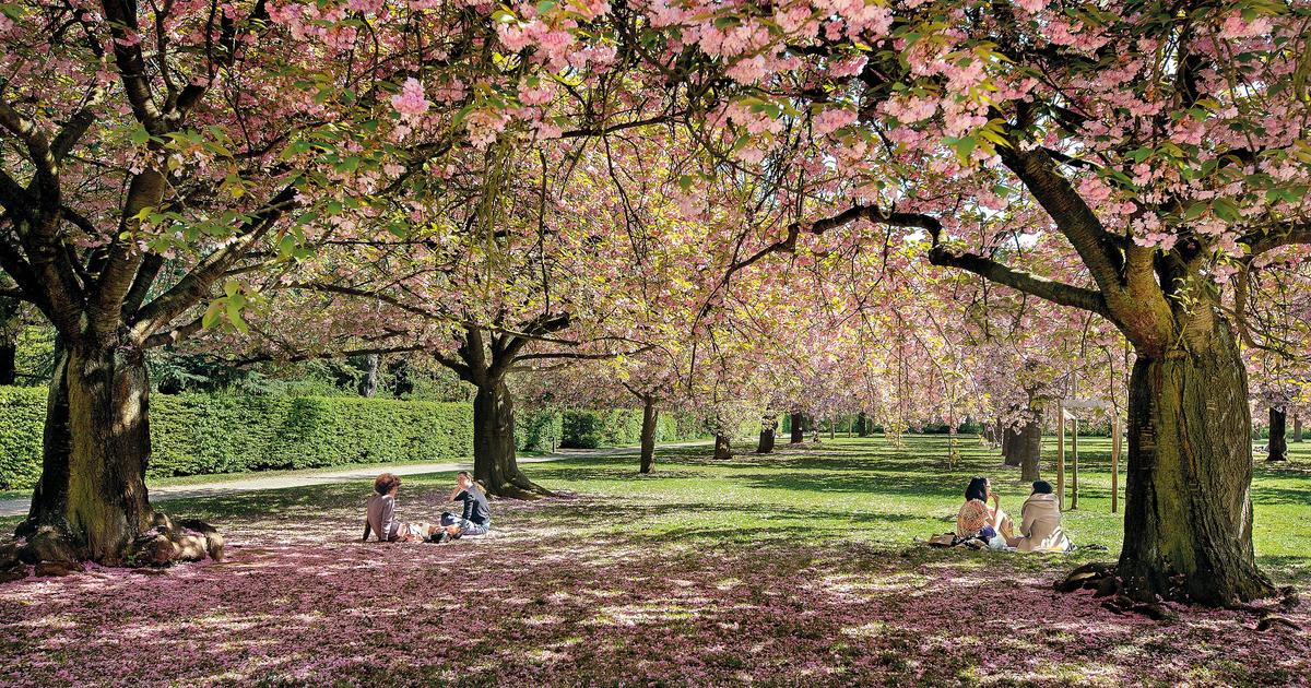 «Certains arbres ont l’air vraiment mal en point» : à Sceaux, pour profiter des cerisiers en fleurs, il faudra respecter une jauge
