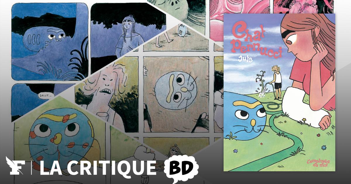 Pernucci chat, the curious ovoid feline who crashes your vacation